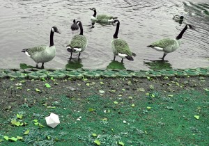 Ducks, pound, green, Tag Audio Loop, boombox